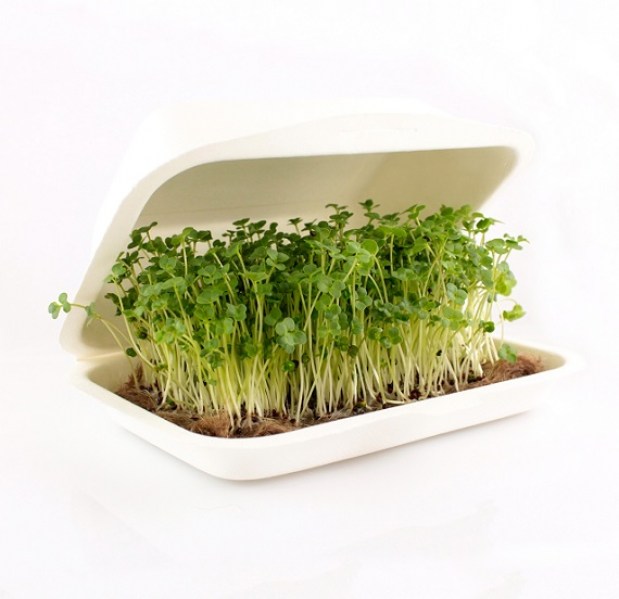 microbox brokolica